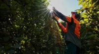 Heckenschnitt im Herbst
