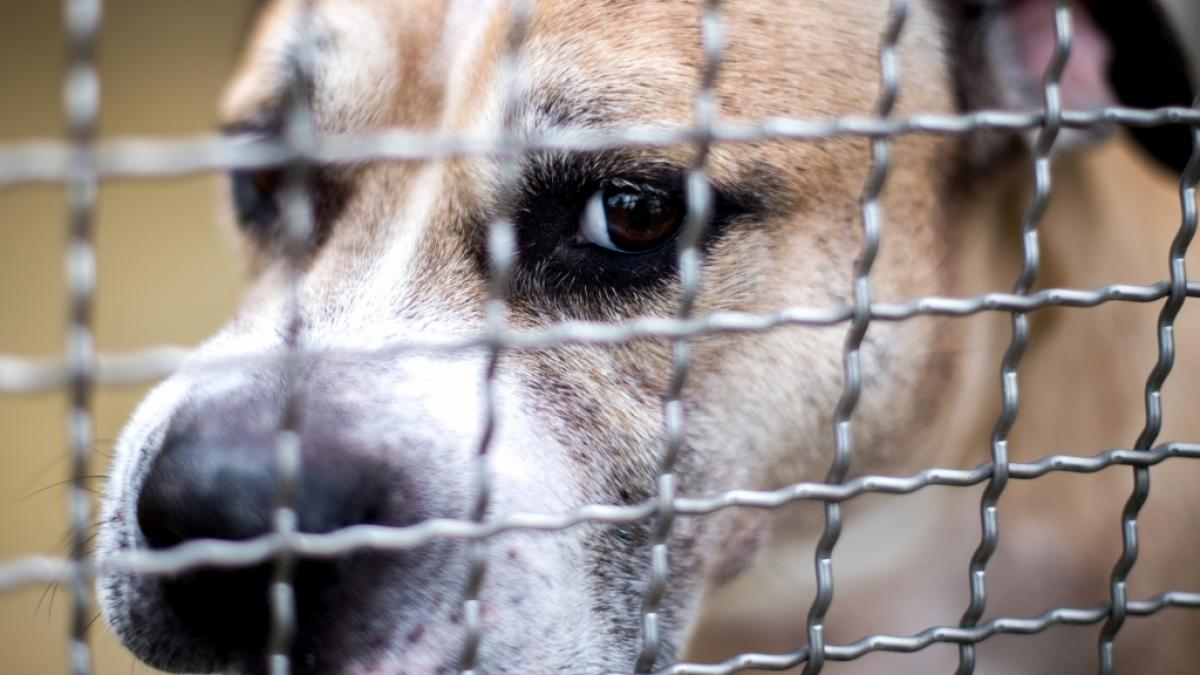 Fiffi des Grauens: In Nordwest-England wurde ein Baby brutal von einem Hund zerfleischt (Foto)