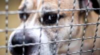 Fiffi des Grauens: In Nordwest-England wurde ein Baby brutal von einem Hund zerfleischt