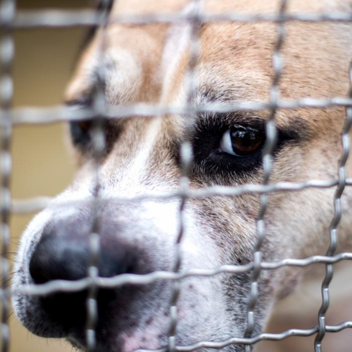 Haustier-Horror! Hund zerfleischt Säugling