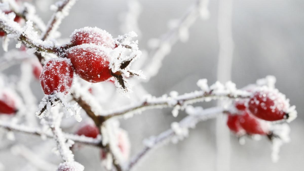 Wettervorhersage: Es wird Frost geben. (Foto)