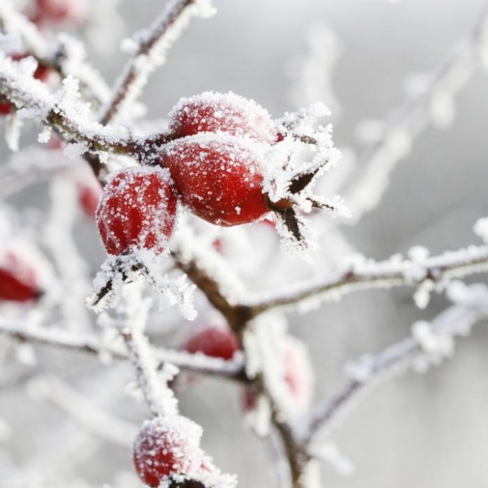 Dachau - Frostwarnung in mehreren Gemeinden