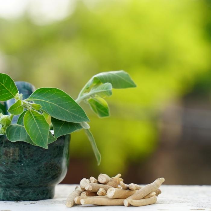 Anti-Stress-Mittel oder Leber-Risiko? So gesund ist die Heilpflanze wirklich