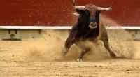 Für einen 37-jährigen Spanier wäre die Begegnung mit einem Stier beinahe tödlich ausgegangen (Symbolfoto).