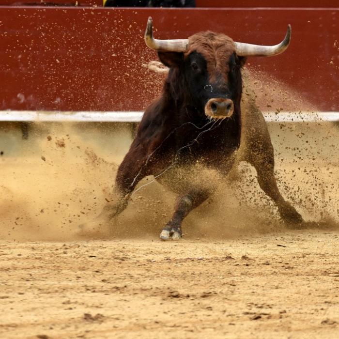Bulle spießt Schaulustigen (37) in Arena auf und zertrampelt ihn