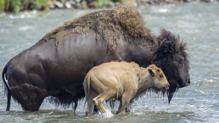 Yellowstone - Park der Extreme bei Arte