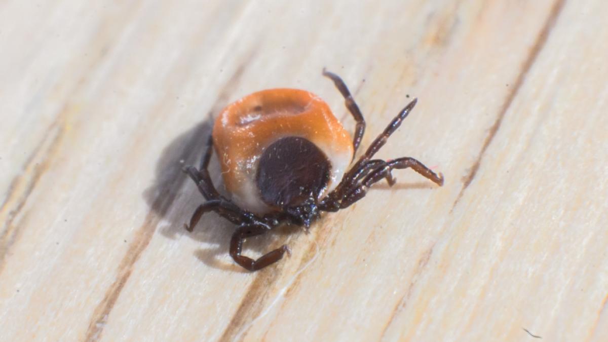 Zeckenbisse sind dieses Jahr so h&auml;ufig wie nie zuvor - Schuld k&ouml;nnte unter anderem der Klimawandel sein. (Foto)