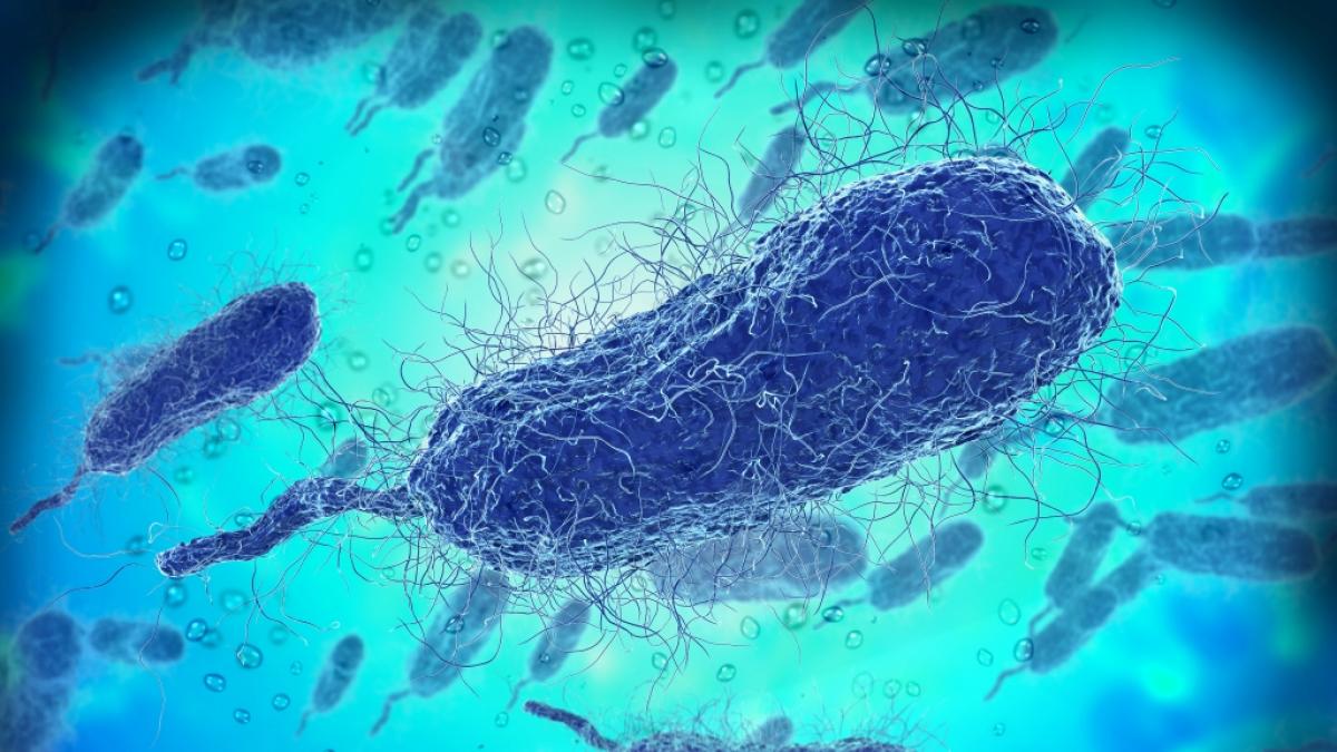 Nach der Infektion mit dem Bakterium Vibrio Vulnificus (Bild) wurden einer US-Amerikanerin (40) beide Beine und Arme amputiert. (Foto)