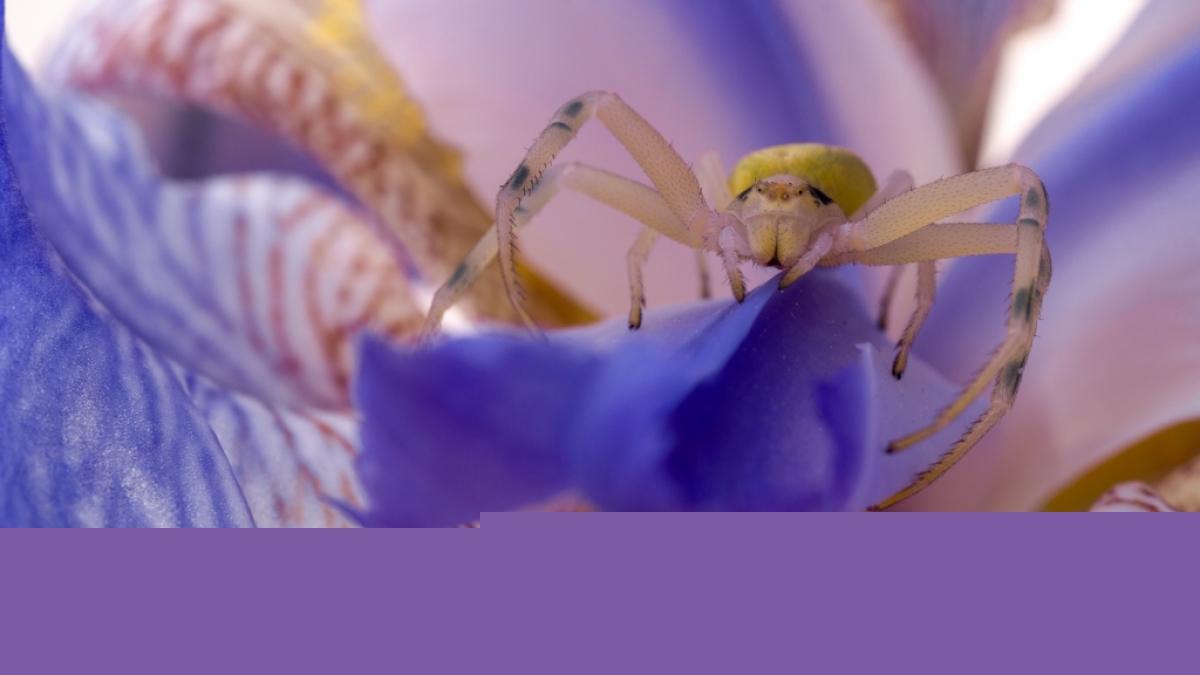 Das Video einer Spinne wie dieser wurde wegen ihrer seltsamen Zeichnung viral. (Foto)
