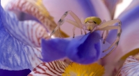 Das Video einer Spinne wie dieser wurde wegen ihrer seltsamen Zeichnung viral.