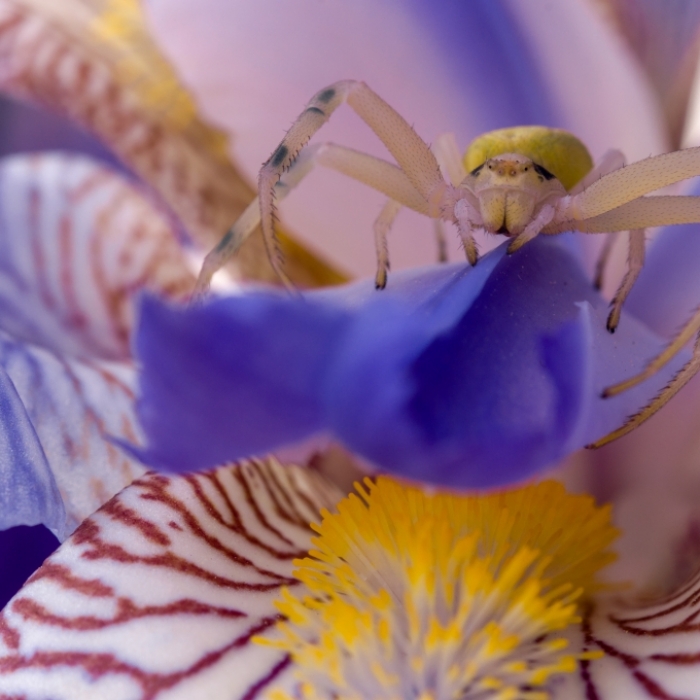 Alien-Alarm?! DIESE Spinne hat ein Menschengesicht