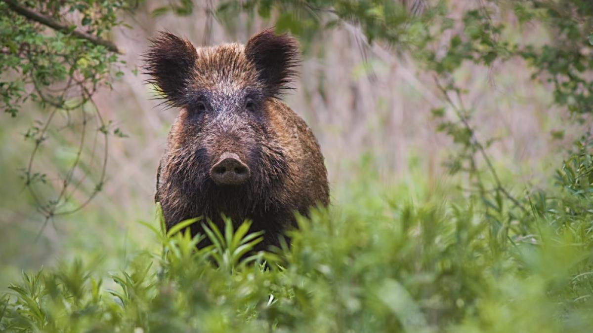 In Kleinmachnow wurde offenbar nach einem Wildschwein statt einer L&ouml;win gesucht. Oder doch nicht? (Symbolfoto) (Foto)