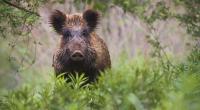 In Kleinmachnow wurde offenbar nach einem Wildschwein statt einer Löwin gesucht. Oder doch nicht? (Symbolfoto)