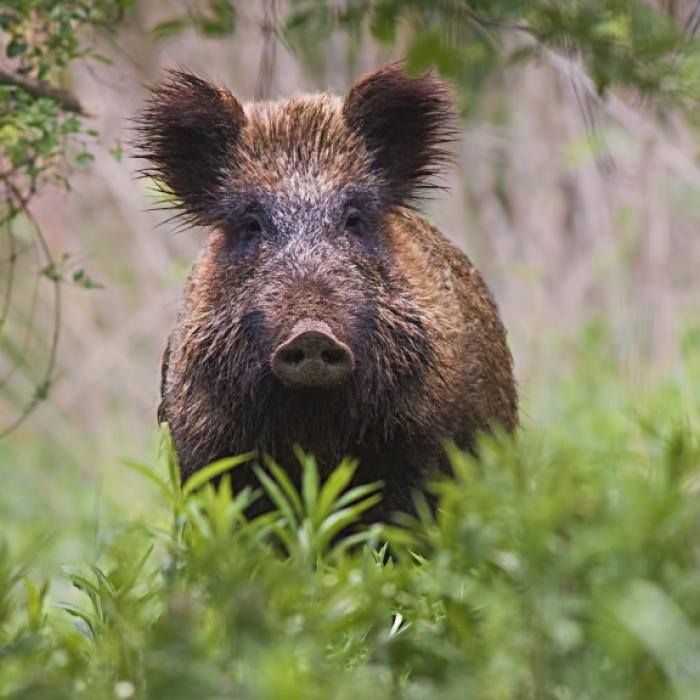 Spektakuläre Wende im Löwin-Krimi? Zweifel an Wildschwein-Theorie