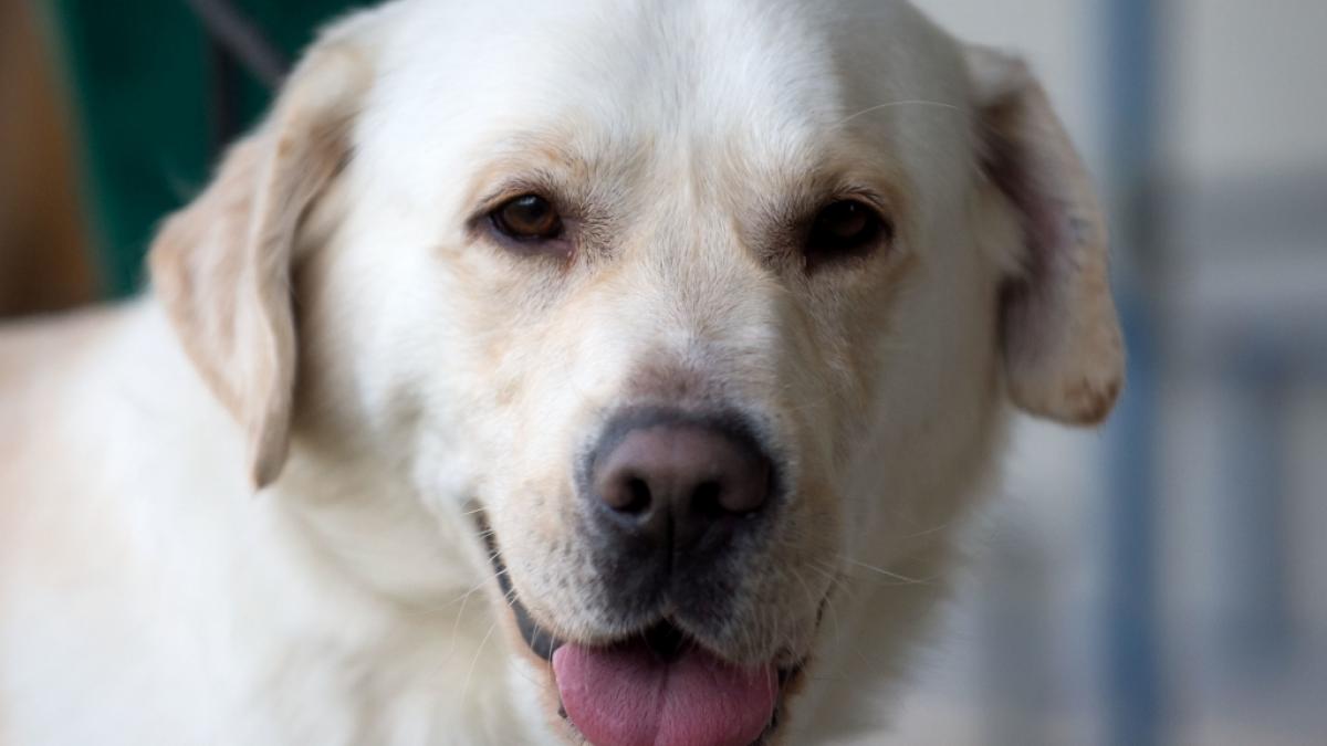 In Australien hat sich ein Mann an einem Golden Retriever vergangen. (Foto)