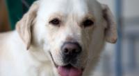 In Australien hat sich ein Mann an einem Golden Retriever vergangen.