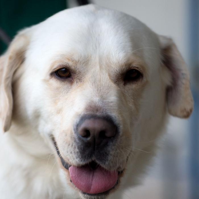 Widerlich! Perverser vergewaltigt 4 Hunde