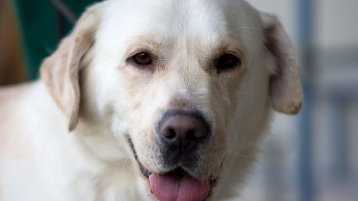 In Australien hat sich ein Mann an einem Golden Retriever vergangen.