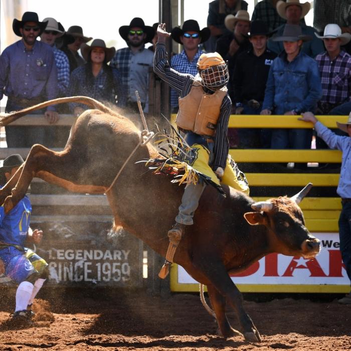 Rodeo-Star (24) von Bullen abgeworfen und totgetrampelt