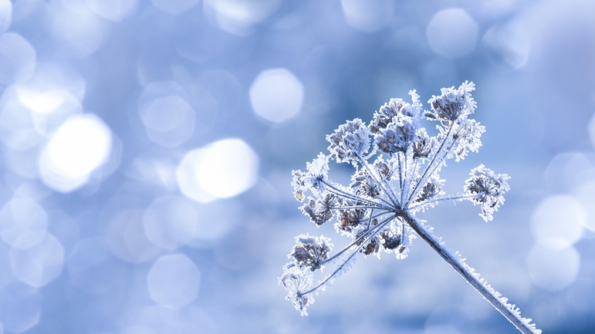 Der Hundertj&auml;hrige Kalender sagt einen milden Winter voraus. (Foto)