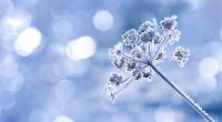 Der Hundertjährige Kalender sagt einen milden Winter voraus.
