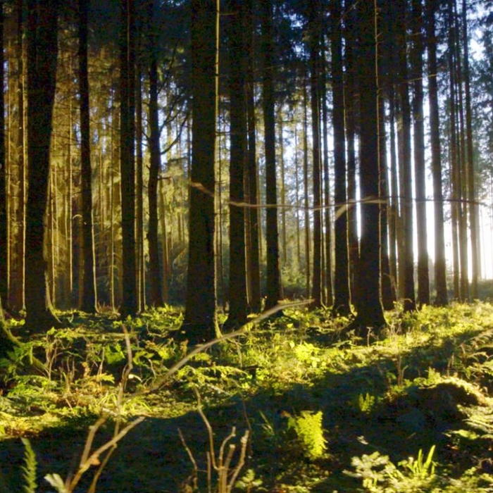 Wiederholung der Naturreihe online und im TV