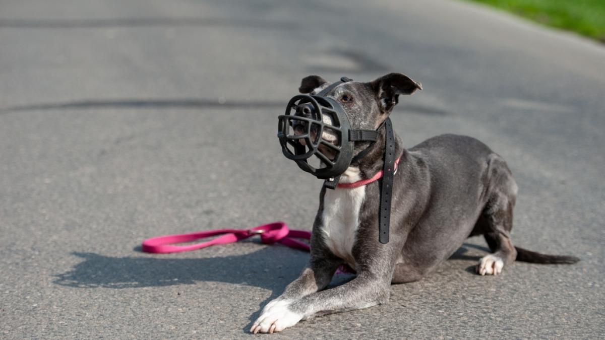 Der&nbsp;American Staffordshire Terrier gilt in Deutschland als Kampfhund mit schwierigem Gem&uuml;t. (Symbolbild) (Foto)