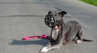 Der American Staffordshire Terrier gilt in Deutschland als Kampfhund mit schwierigem Gemüt. (Symbolbild)
