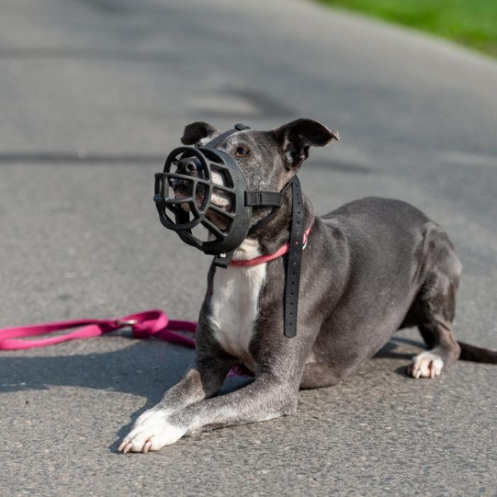 Hund zerfleischt wehrlosen Rollstuhlfahrer (61) - tot!