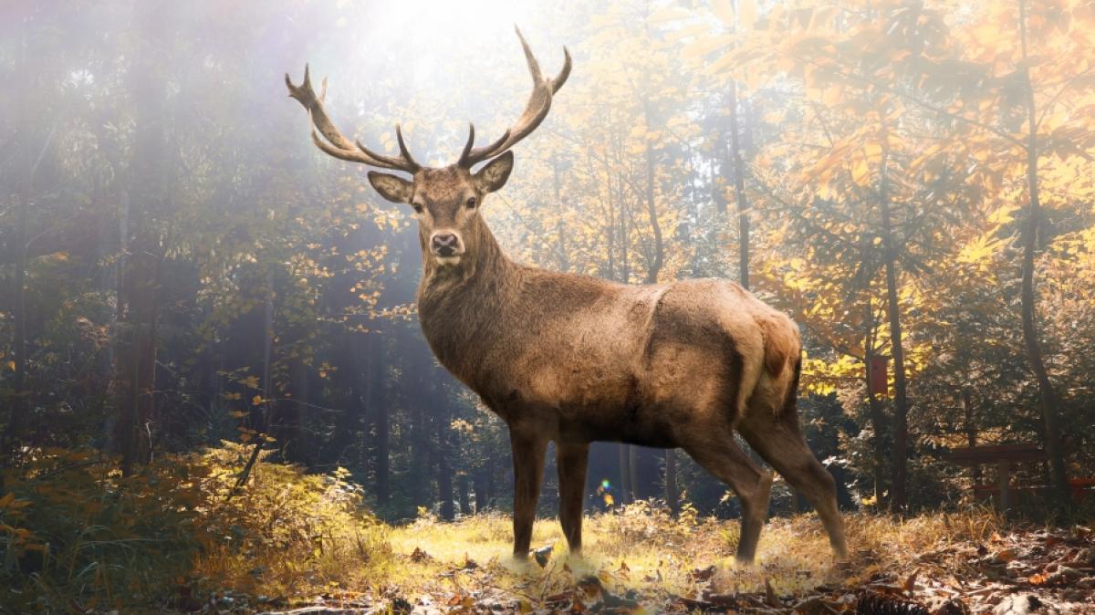 Die Zombie-Hirsch-Krankheit verwandelt die Tiere in "wandelnde Untote". (Symbolbild) (Foto)