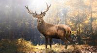 Die Zombie-Hirsch-Krankheit verwandelt die Tiere in 
