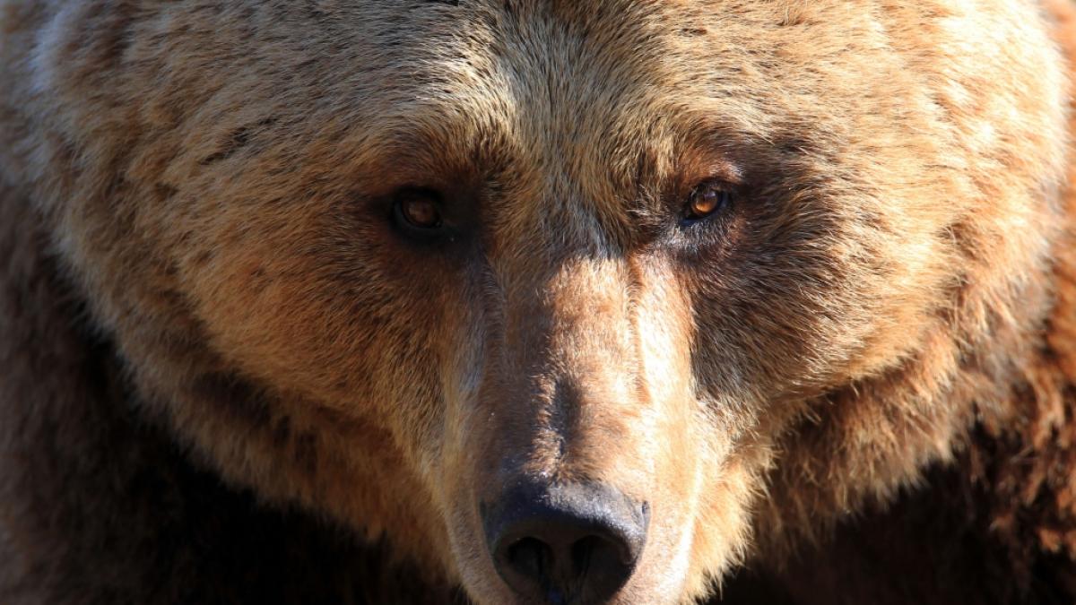 Die Bergarbeiter sprengten den Braunb&auml;r kaltbl&uuml;tig in die Luft. (Foto)