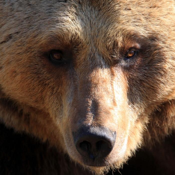Einfach grausam! Russen sprengen Braunbär in die Luft