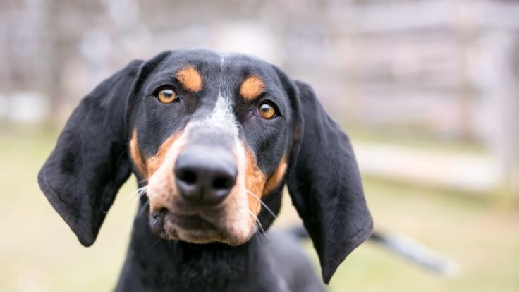 In den USA haben zwei Coonhounds offenbar ihre Besitzerin zu Tode gebissen.