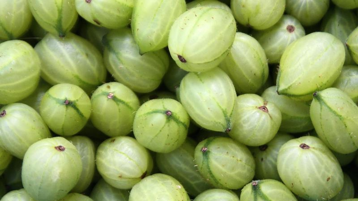 Sind Stachelbeeren noch nicht ganz reif, behalten sie beim Einkochen eher ihre Form. (Foto)