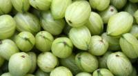 Sind Stachelbeeren noch nicht ganz reif, behalten sie beim Einkochen eher ihre Form.