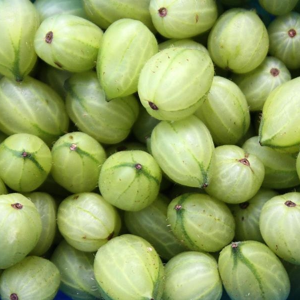 Mit diesen Tipps können Sie die Früchte haltbar machen