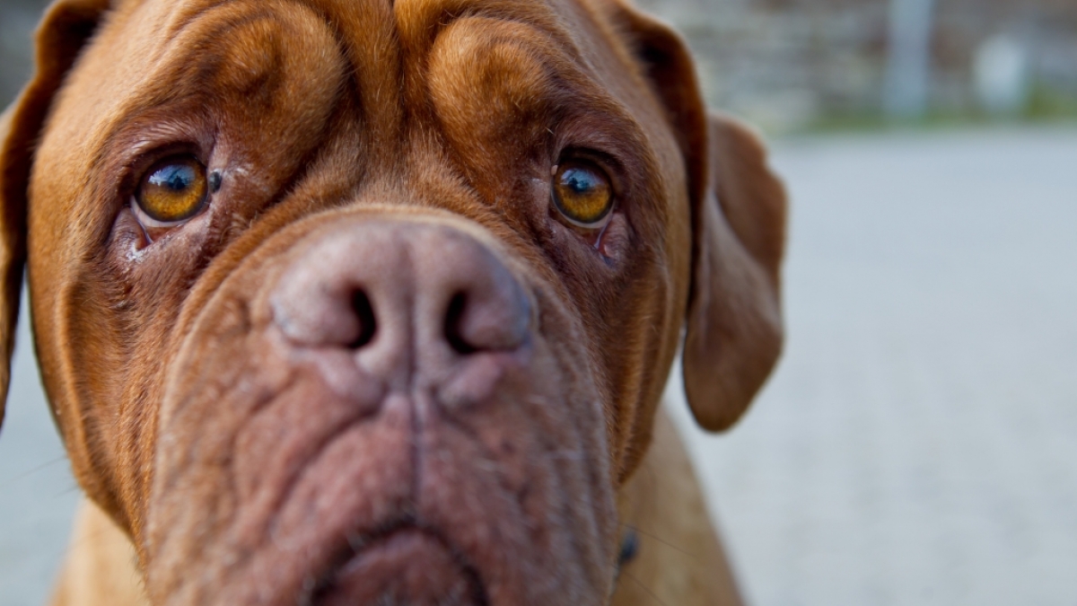 Zwei Doggen zerfleischten in Madrid zwei Frauen. (Foto)