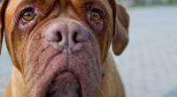 Zwei Doggen zerfleischten in Madrid zwei Frauen.