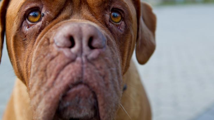 Zwei Doggen zerfleischten in Madrid zwei Frauen.