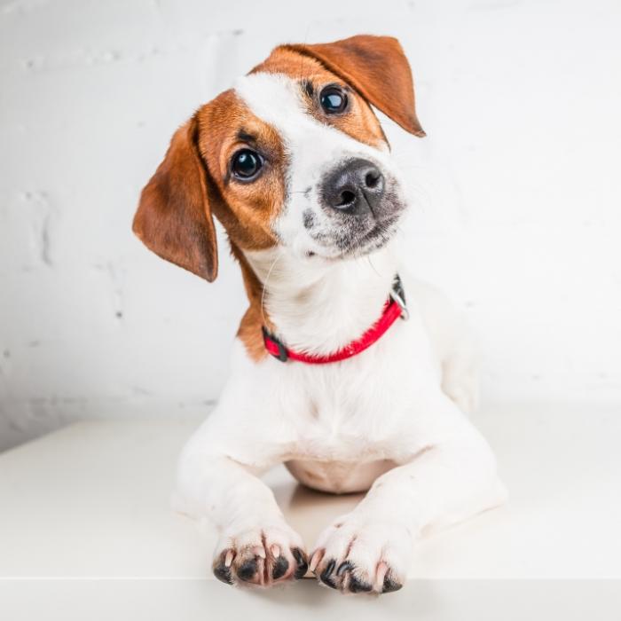 Hund lebendig gehäutet! Video zeigt grauenhafte Verletzungen
