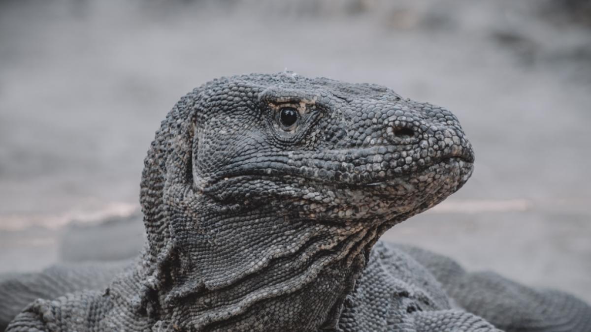 In Indonesien verletzte ein Komodowaran einen Mann schwer. (Foto)