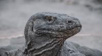 In Indonesien verletzte ein Komodowaran einen Mann schwer.