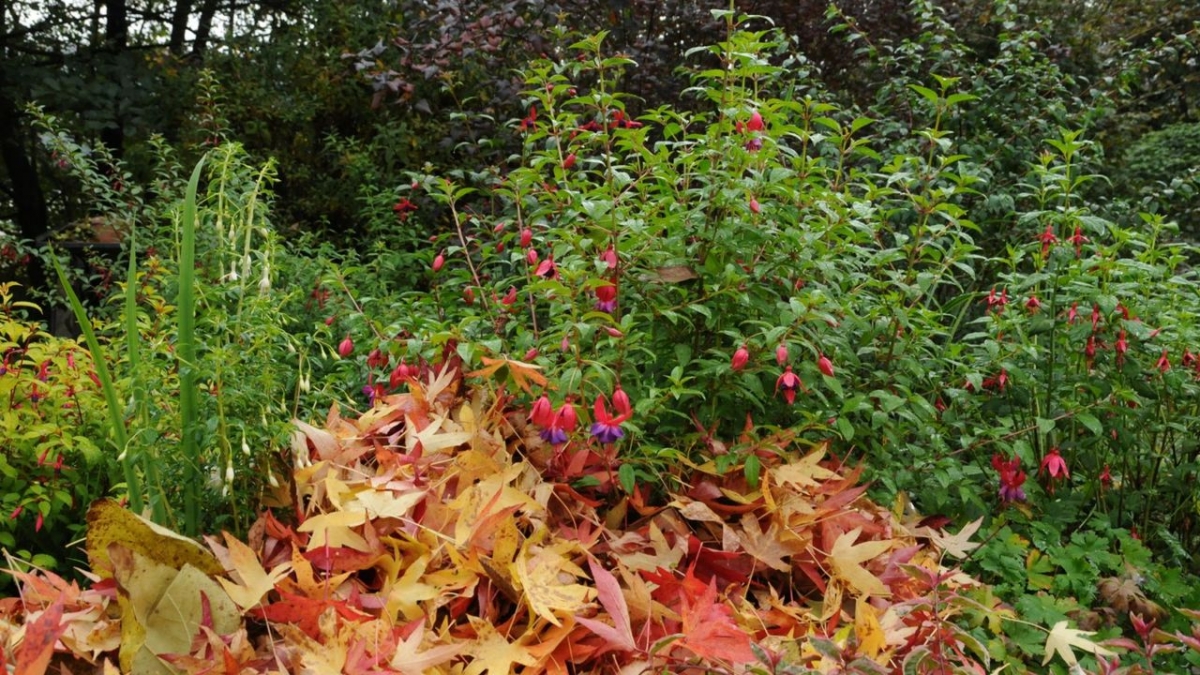 MDR Garten bei MDR (Foto)
