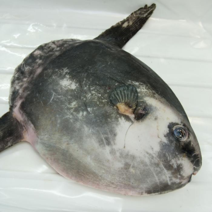 2 Meter großer Monsterfisch entdeckt! Ist DAS ein Alien?