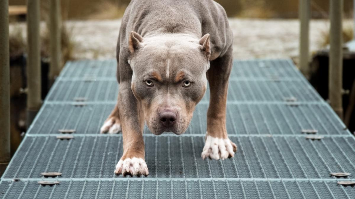 Ein Pitbull-Rudel hat einen Zw&ouml;lfj&auml;hrigen &uuml;berfallen. (Foto)