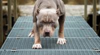 Ein Pitbull-Rudel hat einen Zwölfjährigen überfallen.