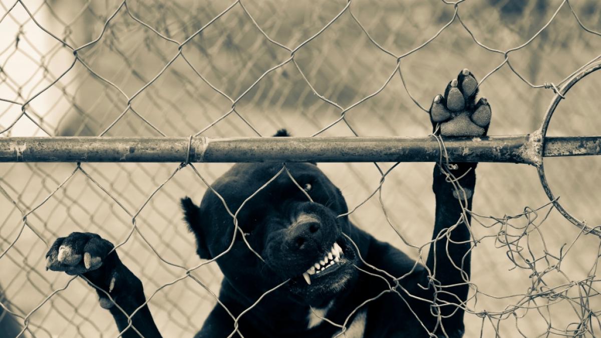 In den USA wurde ein Junge bei einer Hundeattacke beinahe skalpiert. (Foto)