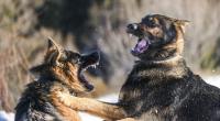 Zwei Schäferhunde attackierten den kleinen Yegor (2) und rissen ihm die Genitalien heraus.
