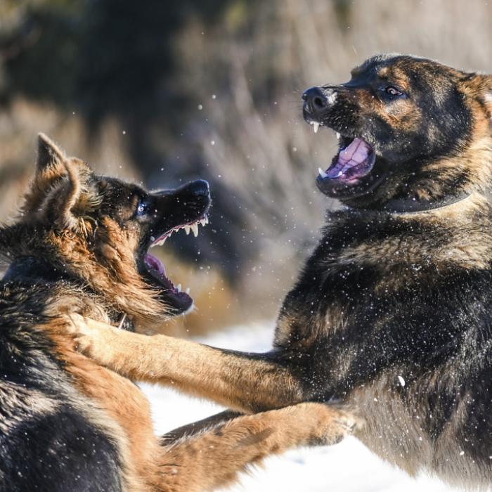 Hunde reißen kleinem Jungen (2) Genitalien und Anus heraus